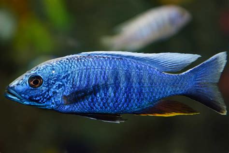 cichlid fish|Cichlid Fish: Ultimate Guide to Types of Cichlids.